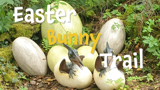 Eggs with baby pteradactyl's hatching out. Text saying 'Easter Bunny Trail'